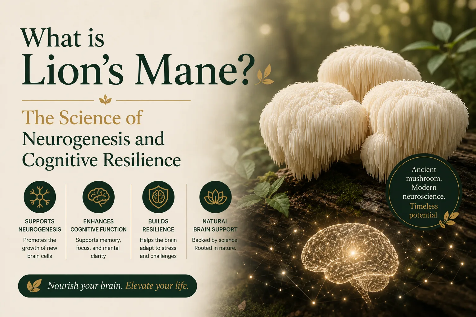 Lion's Mane mushroom — the functional fungus studied for cognitive resilience and brain wiring